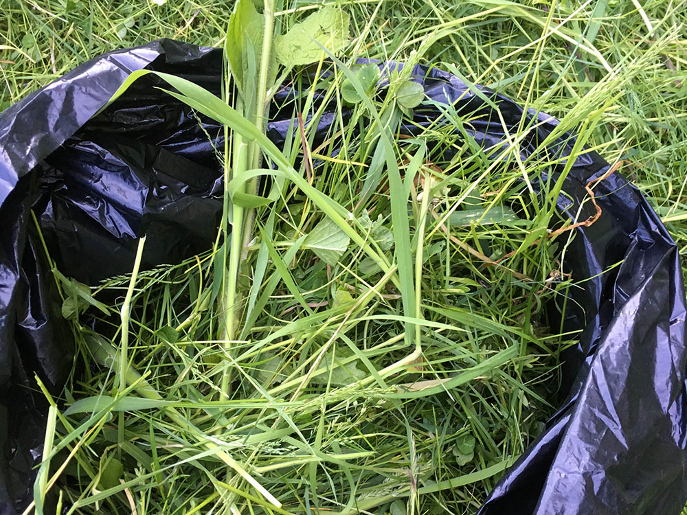 Bokashi af græs. Græs puttes i en sort plastiksæk