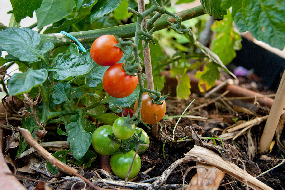 Tomater. Foto Byhaver.dk